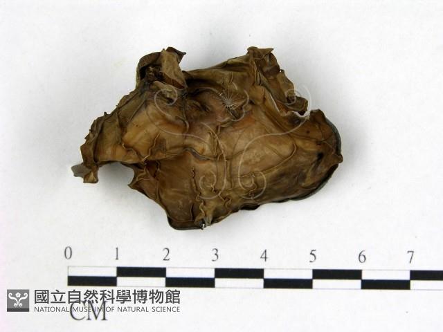 登錄號:F0008009藏品圖，第3張