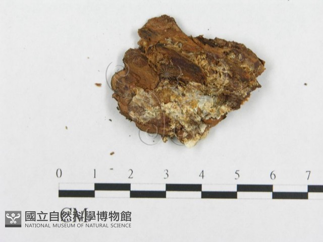 登錄號:F0006009藏品圖，第3張