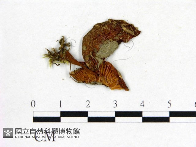 登錄號:F0016009藏品圖，第3張
