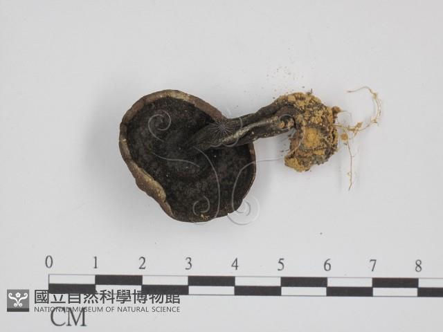 登錄號:F0011009藏品圖，第3張