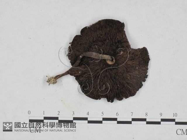 鬼傘屬藏品圖，第3張