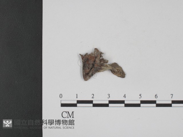 登錄號:F0004009藏品圖，第3張