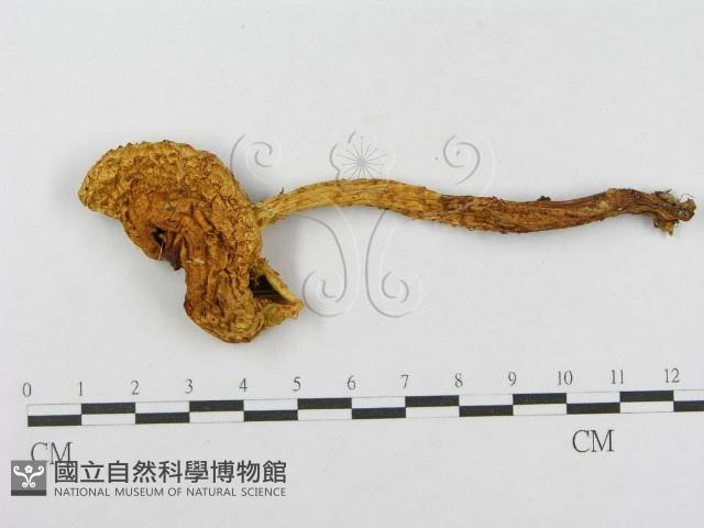 登錄號:F0014009藏品圖，第3張