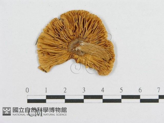 登錄號:F0002009藏品圖，第1張