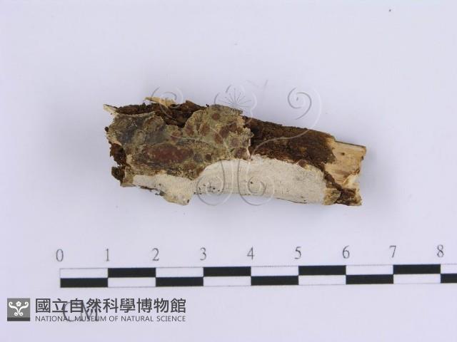 齒耳菌屬藏品圖，第3張