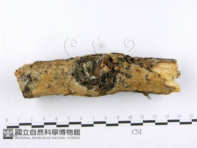 射脈菌屬藏品圖，第3張