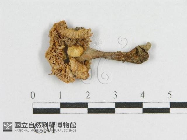 登錄號:F0013009藏品圖，第3張