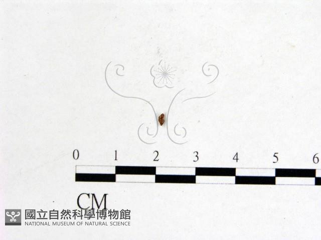 登錄號:F0008309藏品圖，第3張