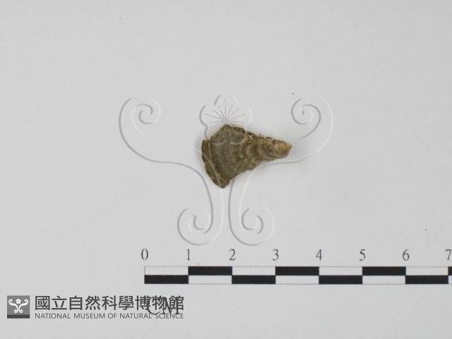 登錄號:F0006309藏品圖，第3張