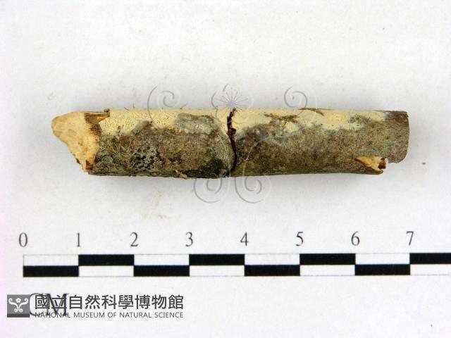 登錄號:F0004309藏品圖，第3張