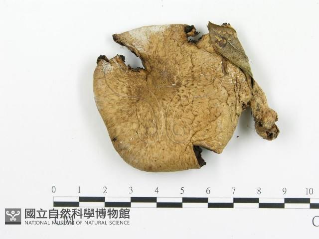 傘菌屬藏品圖，第3張