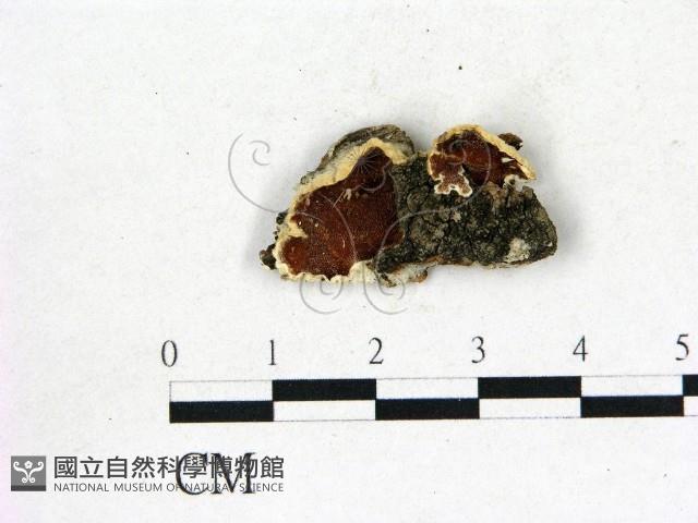 登錄號:F0017309藏品圖，第3張