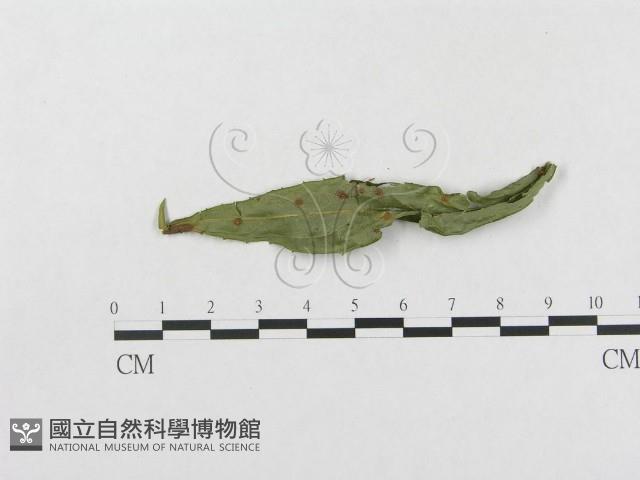 柄銹菌屬藏品圖，第3張