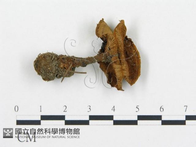 登錄號:F0015309藏品圖，第3張