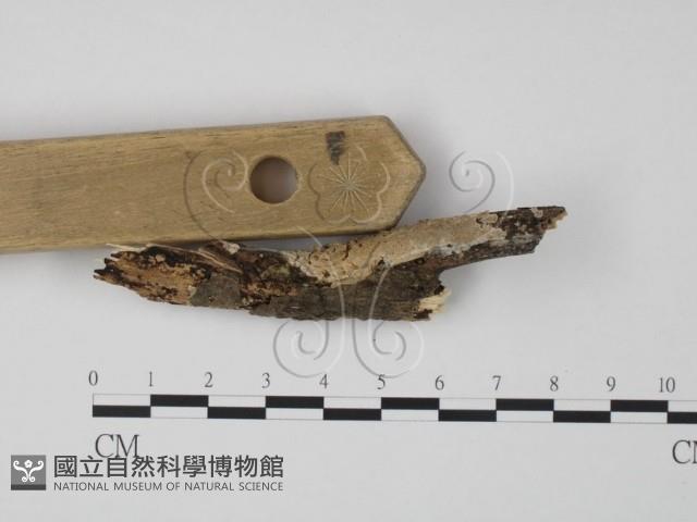 登錄號:F0009309藏品圖，第3張