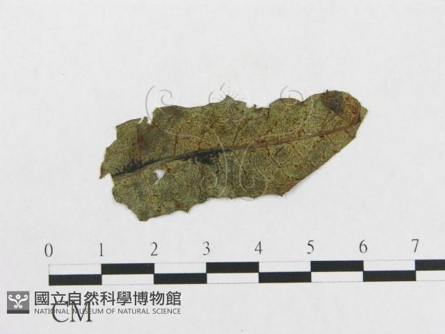 登錄號:F0019309藏品圖，第1張