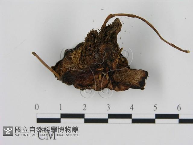 登錄號:F0008219藏品圖，第3張