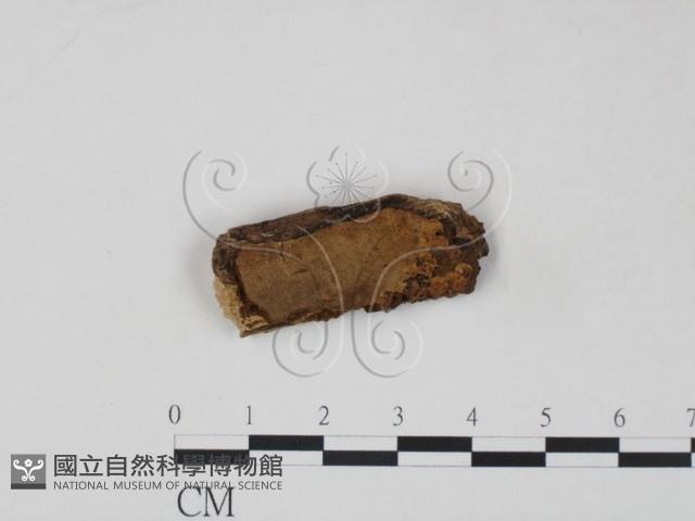 登錄號:F0006219藏品圖，第3張