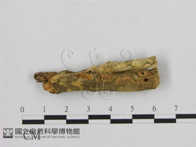 登錄號:F0001219藏品圖，第3張