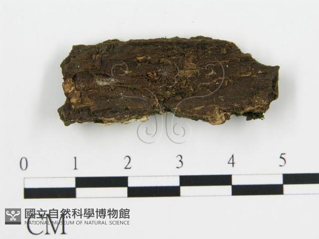 盤革菌屬藏品圖，第3張