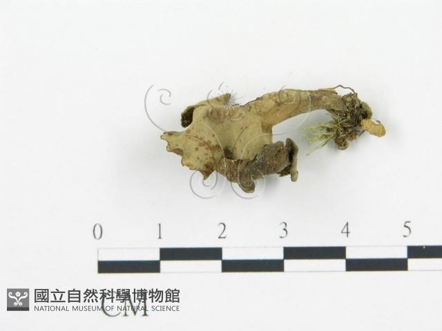 登錄號:F0005219藏品圖，第3張
