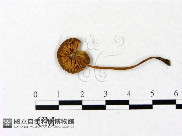 登錄號:F0008419藏品圖，第3張