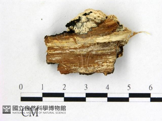 登錄號:F0009419藏品圖，第3張