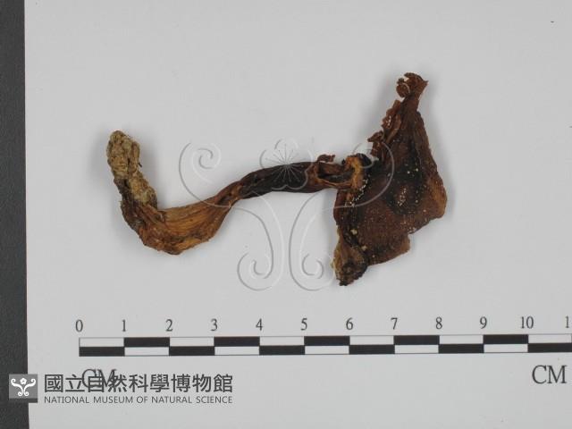 登錄號:F0008519藏品圖，第3張