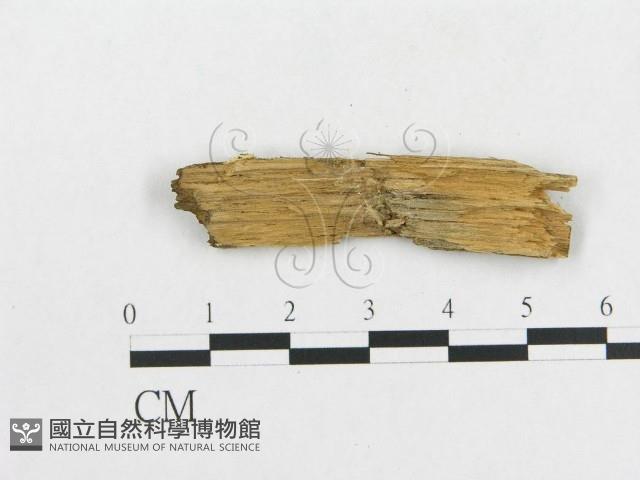 登錄號:F0009519藏品圖，第3張