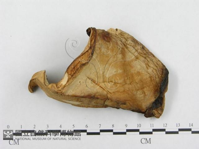 登錄號:F0008119藏品圖，第3張