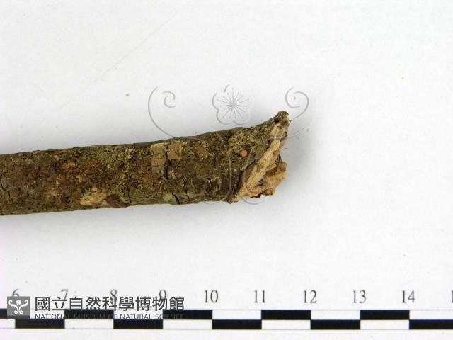 登錄號:F0001119藏品圖，第3張