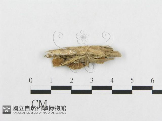 登錄號:F0007119藏品圖，第3張