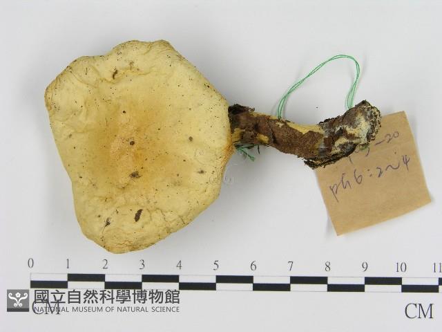 登錄號:F0017119藏品圖，第3張