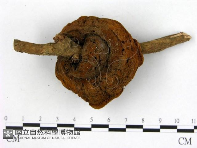 登錄號:F0005119藏品圖，第3張