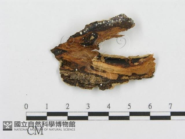 登錄號:F0015119藏品圖，第3張