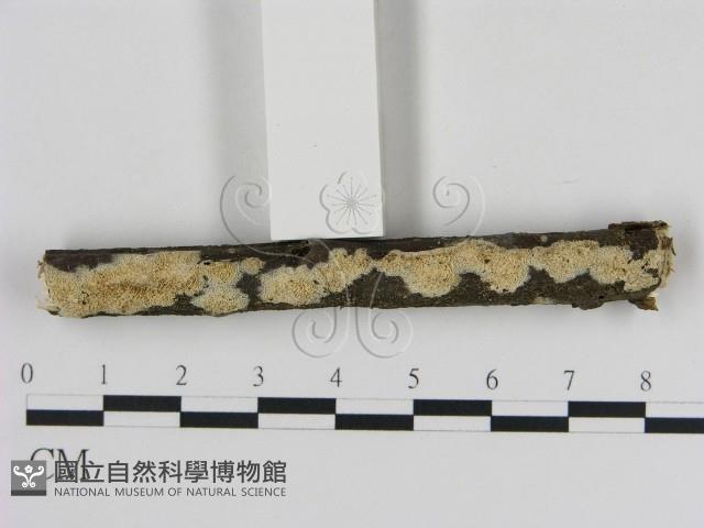 登錄號:F0009119藏品圖，第3張