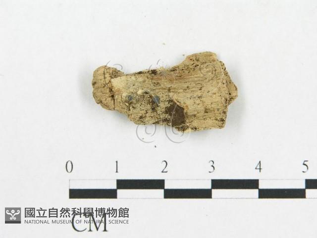 登錄號:F0019119藏品圖，第3張