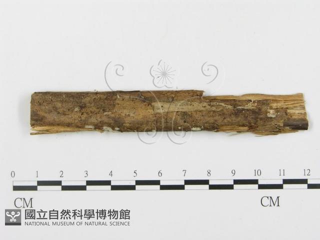 Accession Number:F0003119 Collection Image, Figure 3, Total 3 Figures