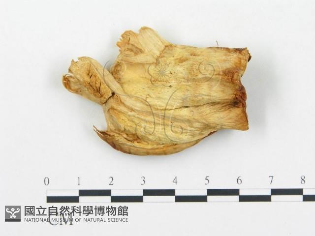 登錄號:F0008019藏品圖，第3張