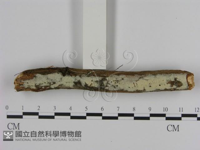登錄號:F0000019藏品圖，第3張