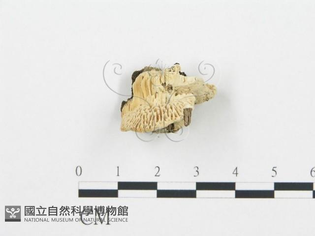 登錄號:F0006019藏品圖，第3張