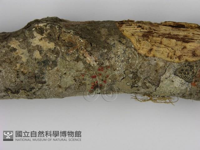 登錄號:F0001019藏品圖，第3張