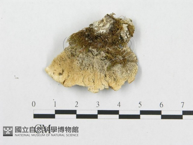 登錄號:F0014019藏品圖，第3張