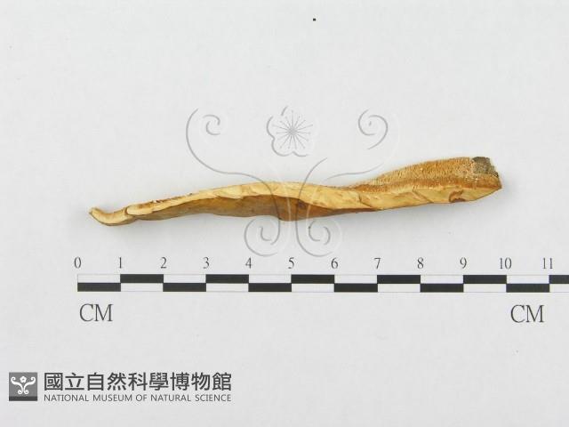 登錄號:F0007019藏品圖，第3張