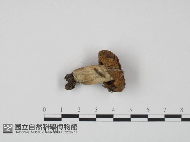 紅菇屬藏品圖，第3張