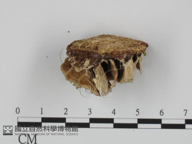附毛菌屬藏品圖，第3張
