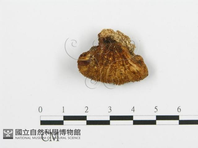 登錄號:F0003019藏品圖，第3張