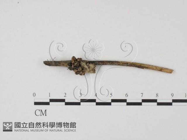 登錄號:F0008319藏品圖，第3張