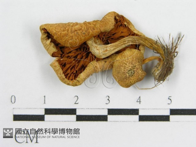 登錄號:F0004319藏品圖，第3張