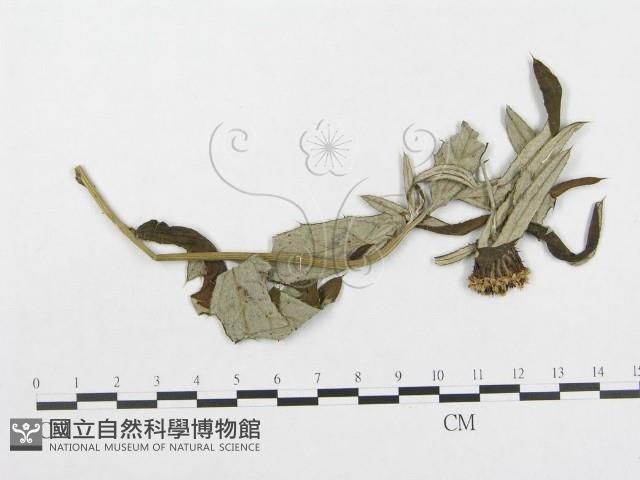 登錄號:F0019319藏品圖，第1張